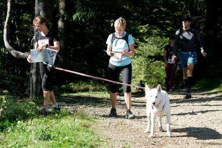 Fragment biegu Pucharu Polski w Dogtrekkingu w Wiśle